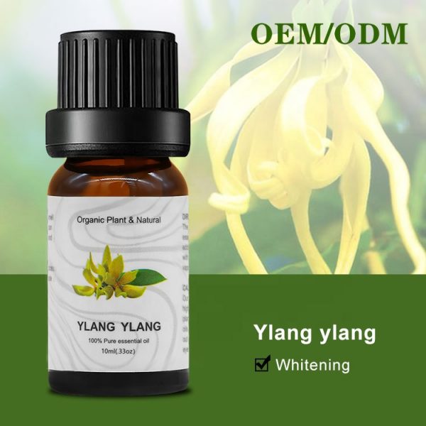 Angelica Essential Oil Anti Aging Essential Oils Davana Oil